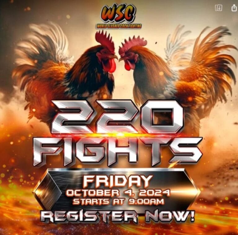 WSC24 Daily Sabong Fights